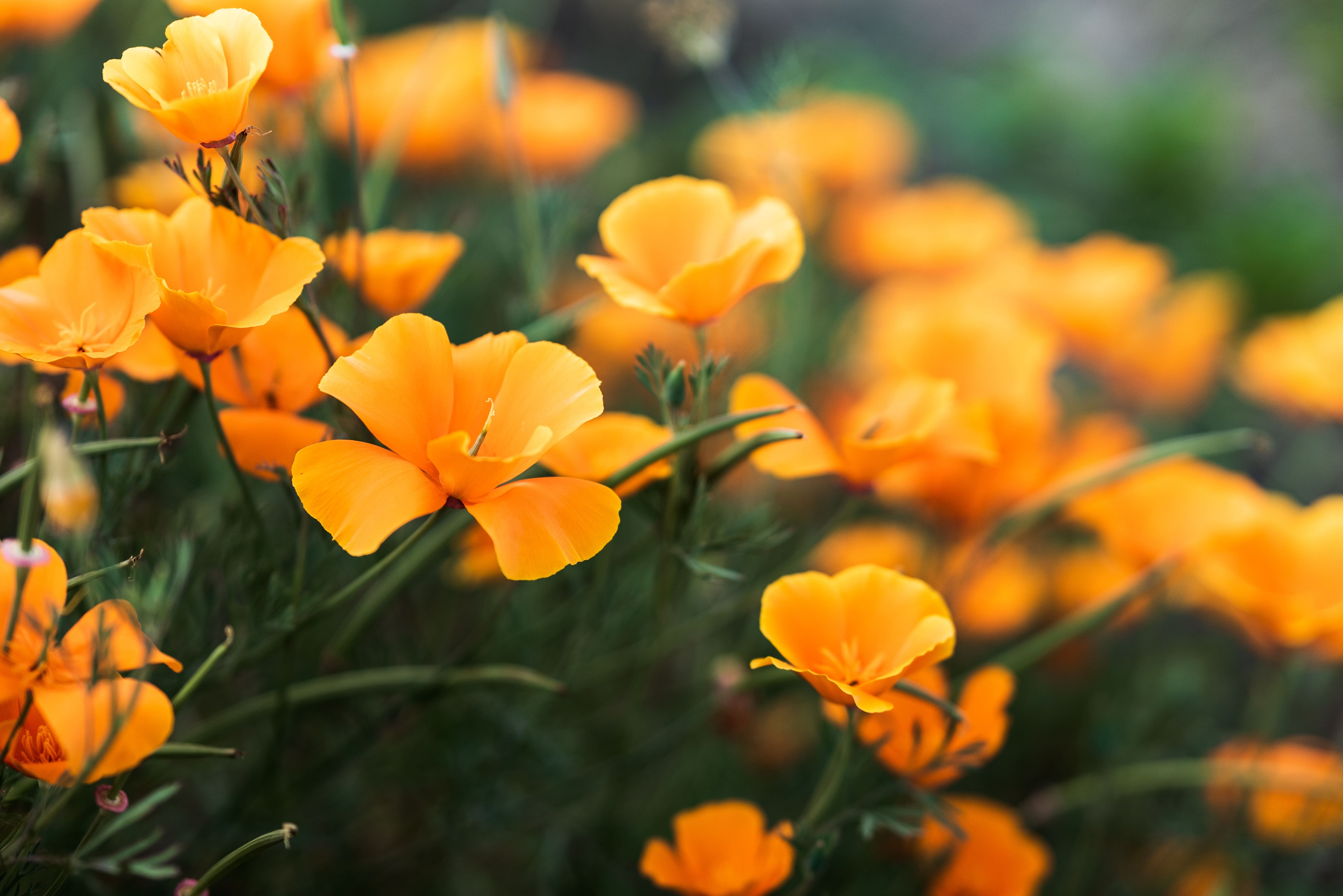 Types Of Orange Flowers With Pictures And Names And Pictures Types Of Orange Flowers With Pictures And Names And Pictures