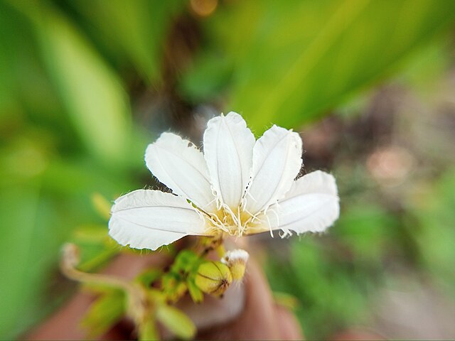 Close-up of white beach naupaka flower