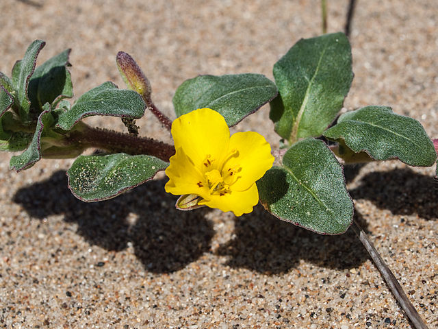 Close-up of beach evening primrose