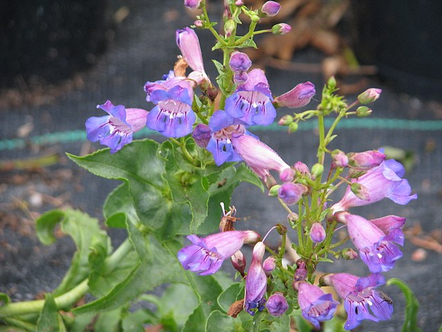 Light purple coastal penstemon flowers growing