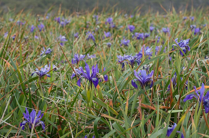 Field of pacific coast iris flowers