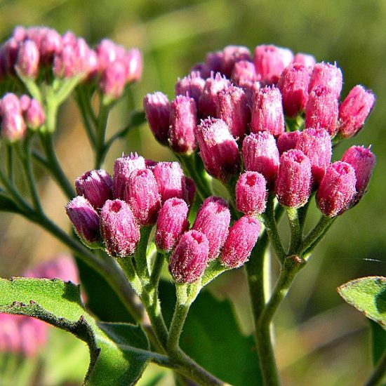 Close-up of pink salt marsh fleabane flowers