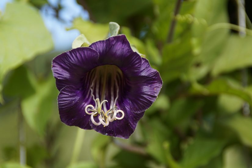 Close-up of dark bat flower growing outside