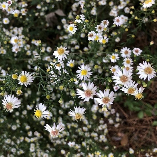 White beach asters growing outside