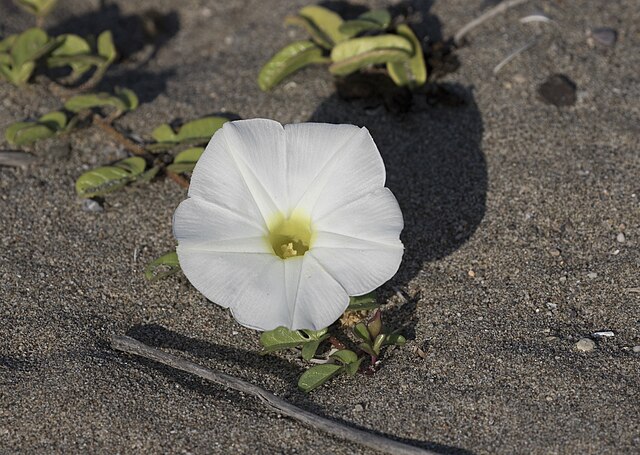 Close-up of white beach morning glory