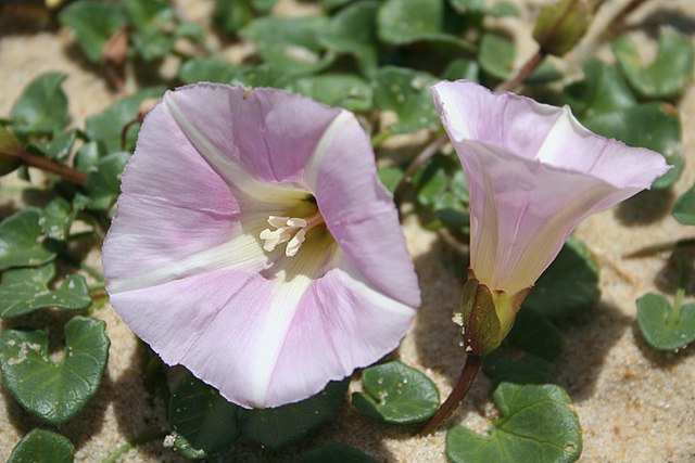 Close-up of pink-white beach morning glories