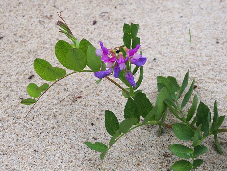 Purple beach pea flowers in the sand