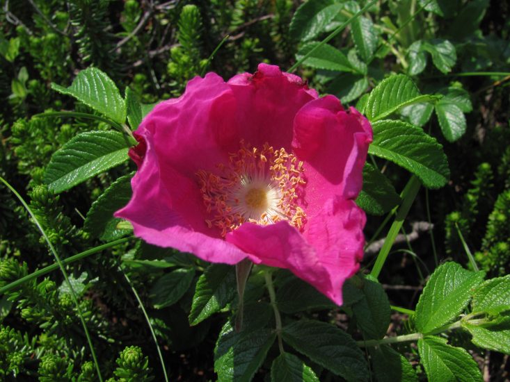 Close-up of pink beach rose outside