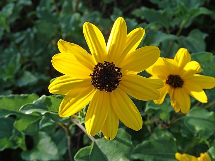 Close-up of two beach sunflowers