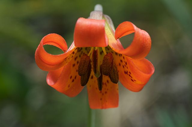 Close-up of orange coast lily