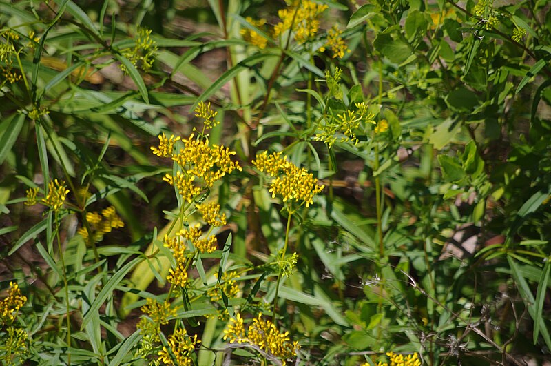 Coastal goldenrod flowers growing outside