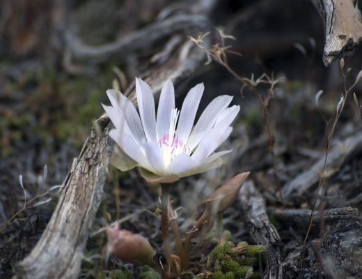 White bitterroot flower growing outside
