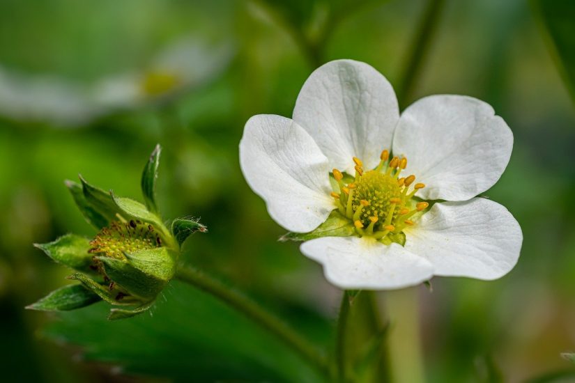 Close-up of white beach strawberry flower