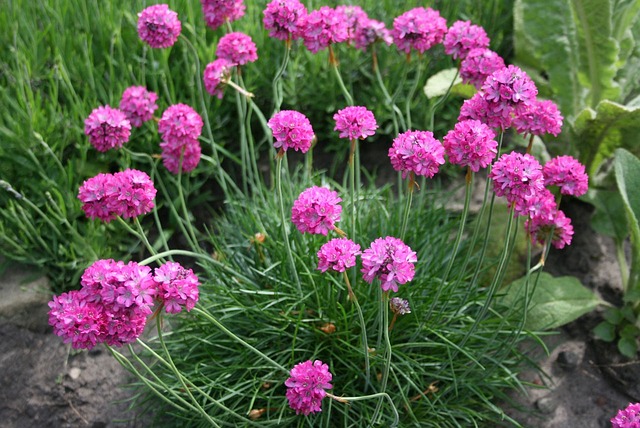 Bush of pink sea thrift flowers