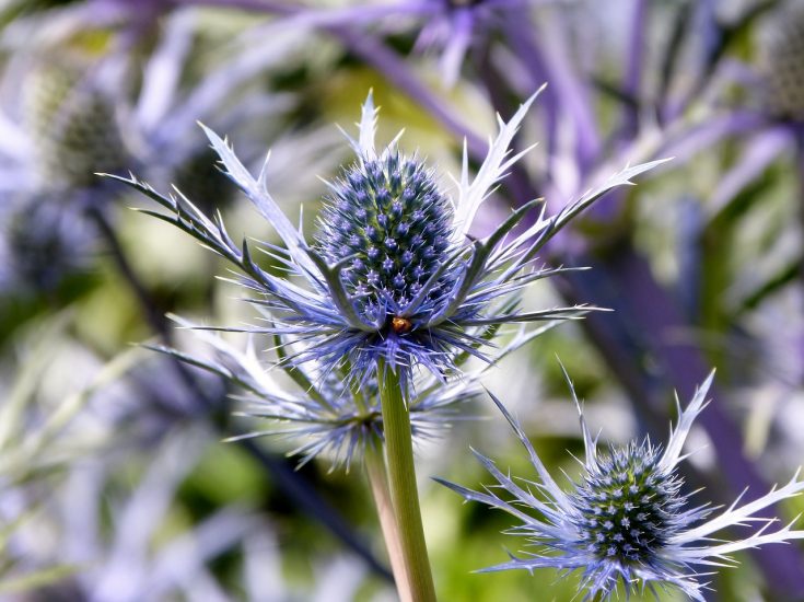 Close-up of sea holly flowers