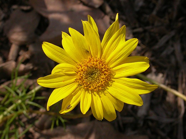 Close-up of yellow sea dahlia