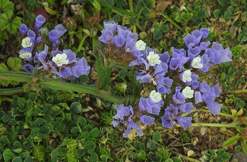 Purple sea lavender flowers growing outside