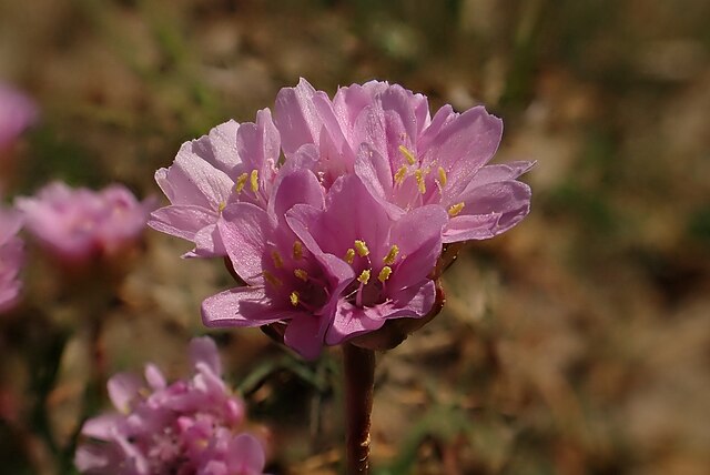 Close-up of sea pink flower