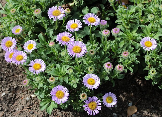 Pinkish seaside daisy flowers growing outside