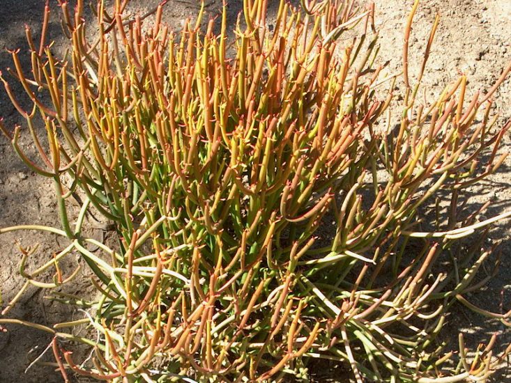 Firestick plant growing outside