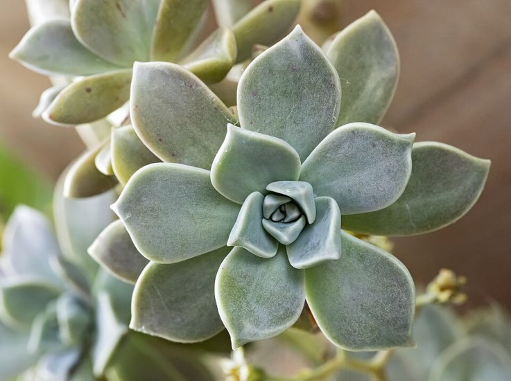 Close-up of a green ghostplant