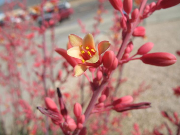 Close-up of red yucca plant growing outside