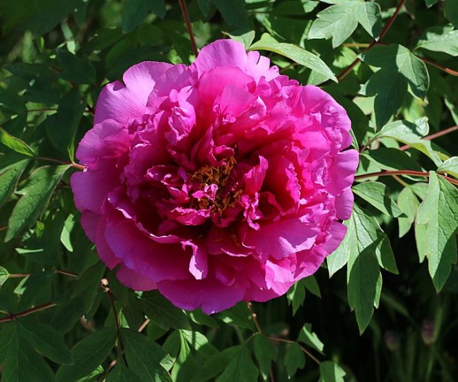 Pink tree peony flower blooming outside