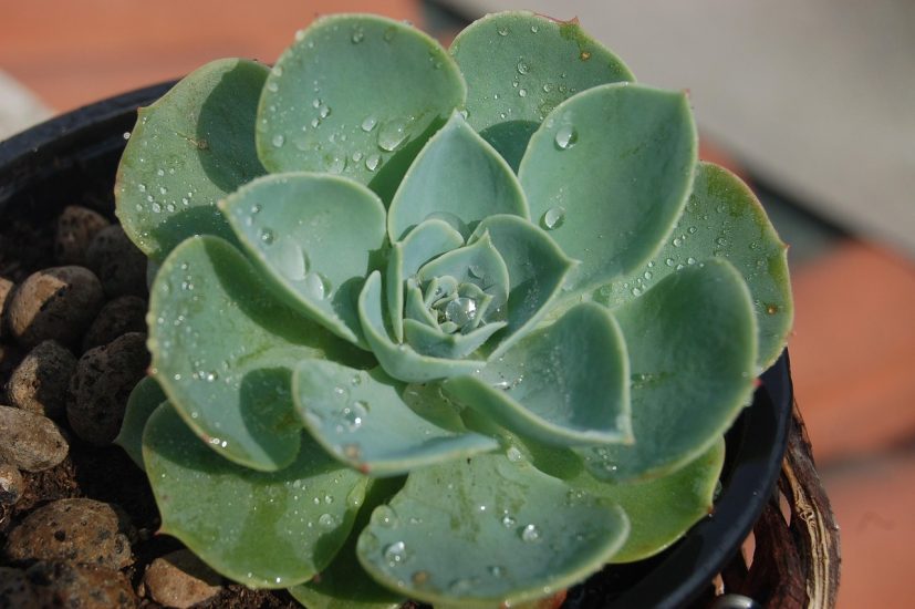 Close-up of an echeveria succulent with water droplets on it.