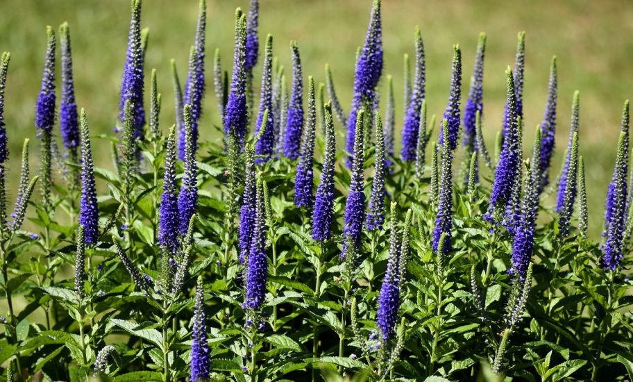 Blazing star flowers growing outside