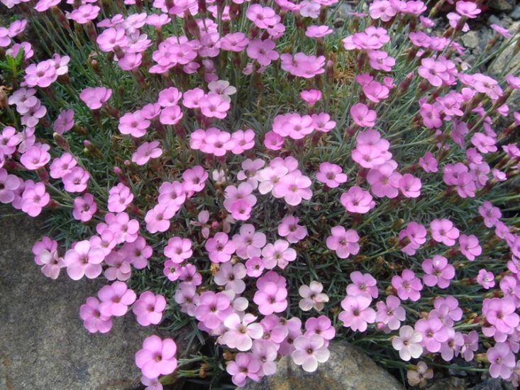 Cheddar pink dianthus flowers growing outside