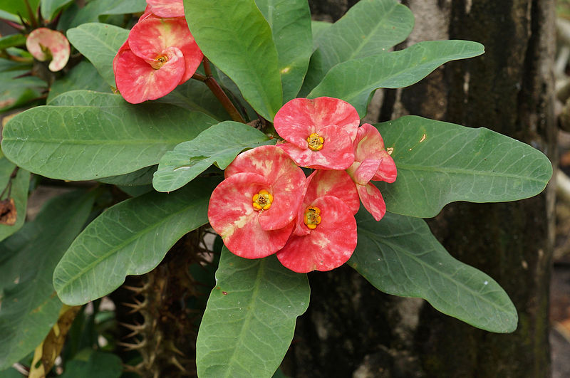 Close-up of pink crown of thorns flowers