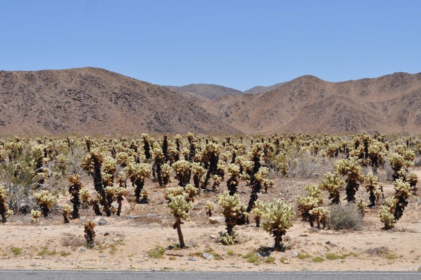 Many cholla cacti growing in the desert