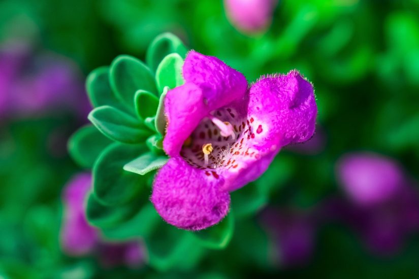 Close-up of a violet Texas sage flower
