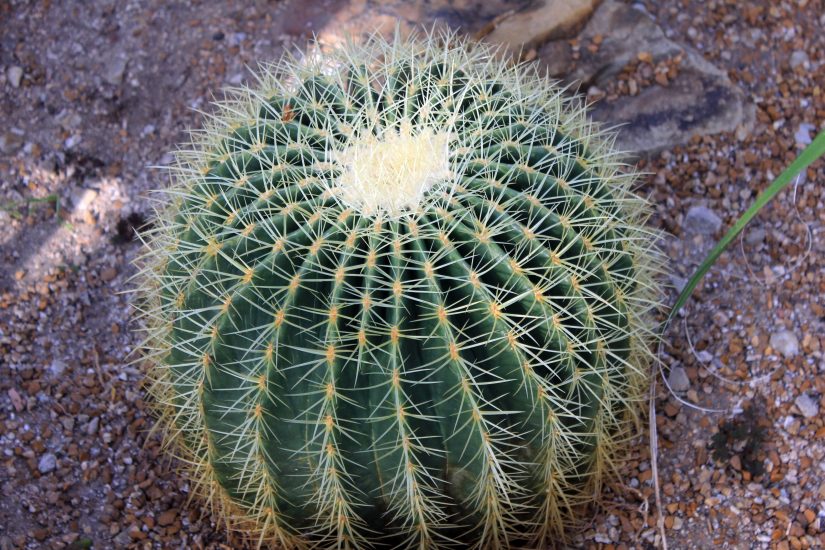 Close-up of a barrel cactus growing outside.