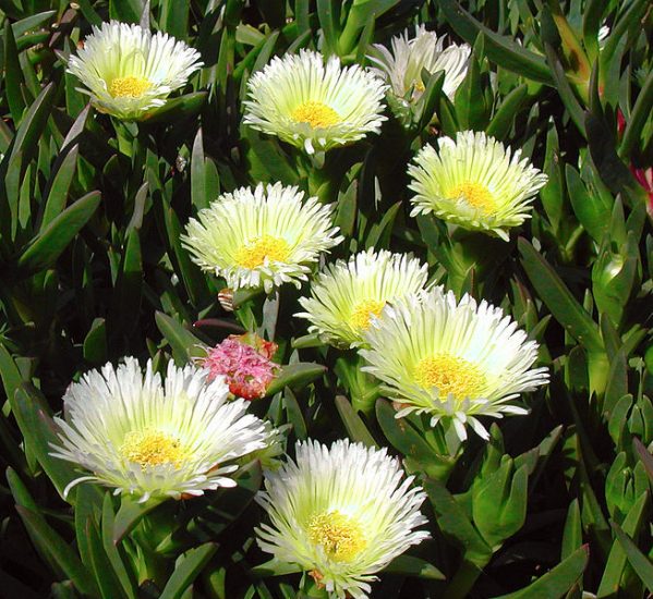 Ice plant flowers growing outside