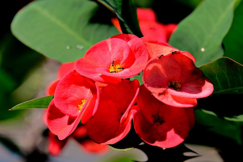 Close-up of crimson crown of thorns flowers