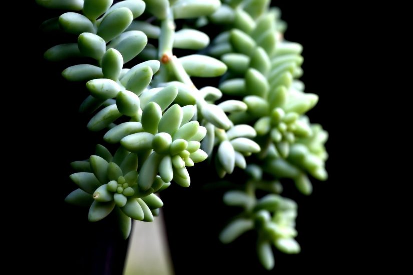 Close-up of a burro's tail