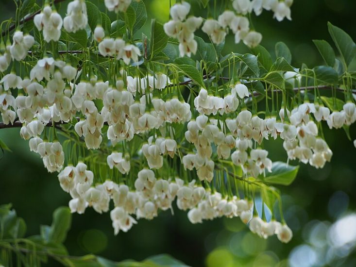 White Japanese snowbell flowers blooming from a tree