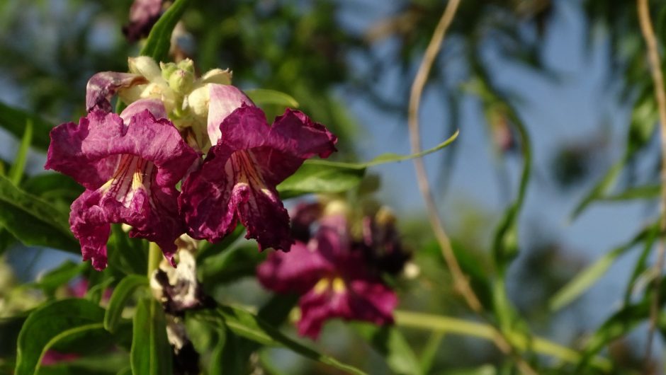 Close-up of violet desert willow flowers