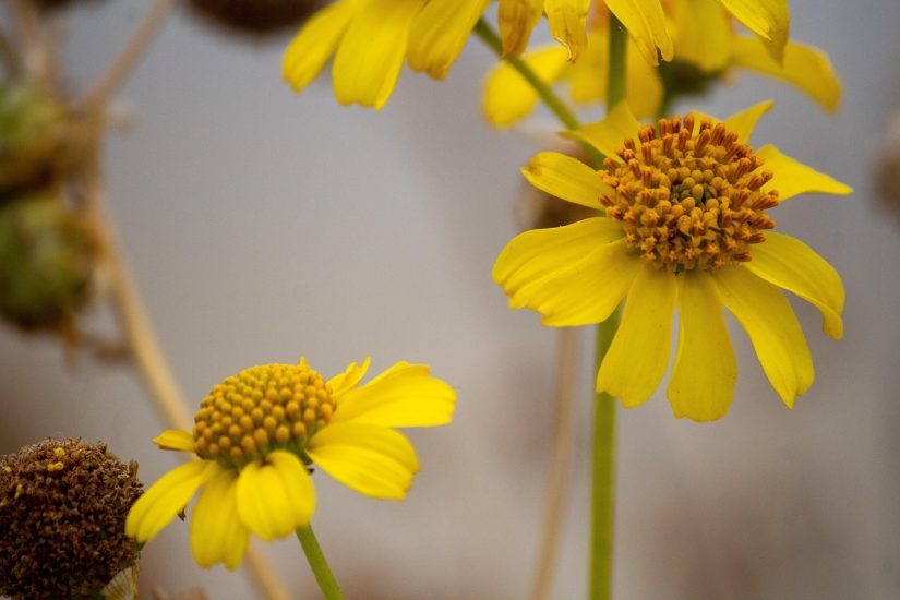 Close-up of yellow brittlebush flowers