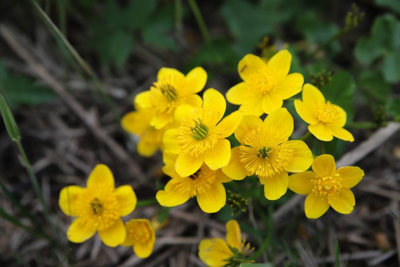 Yellow marsh marigold flowers growing outside