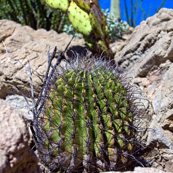 Fishhook barrel cactus growing outside