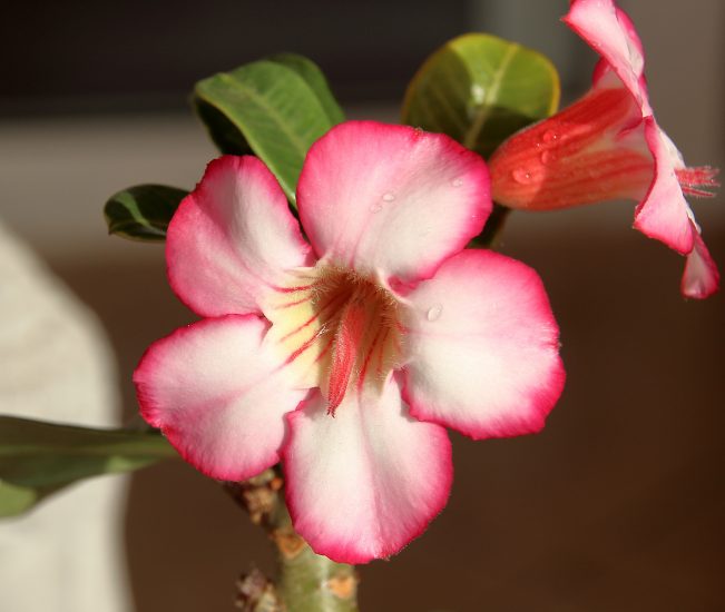 Close-up of a white-pink desert rose flower.
