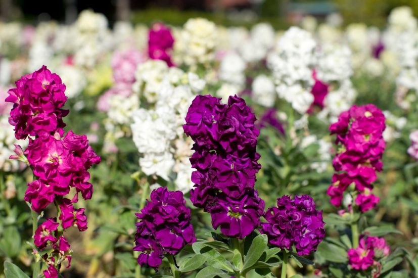 Colorful stock flowers growing outdoors.