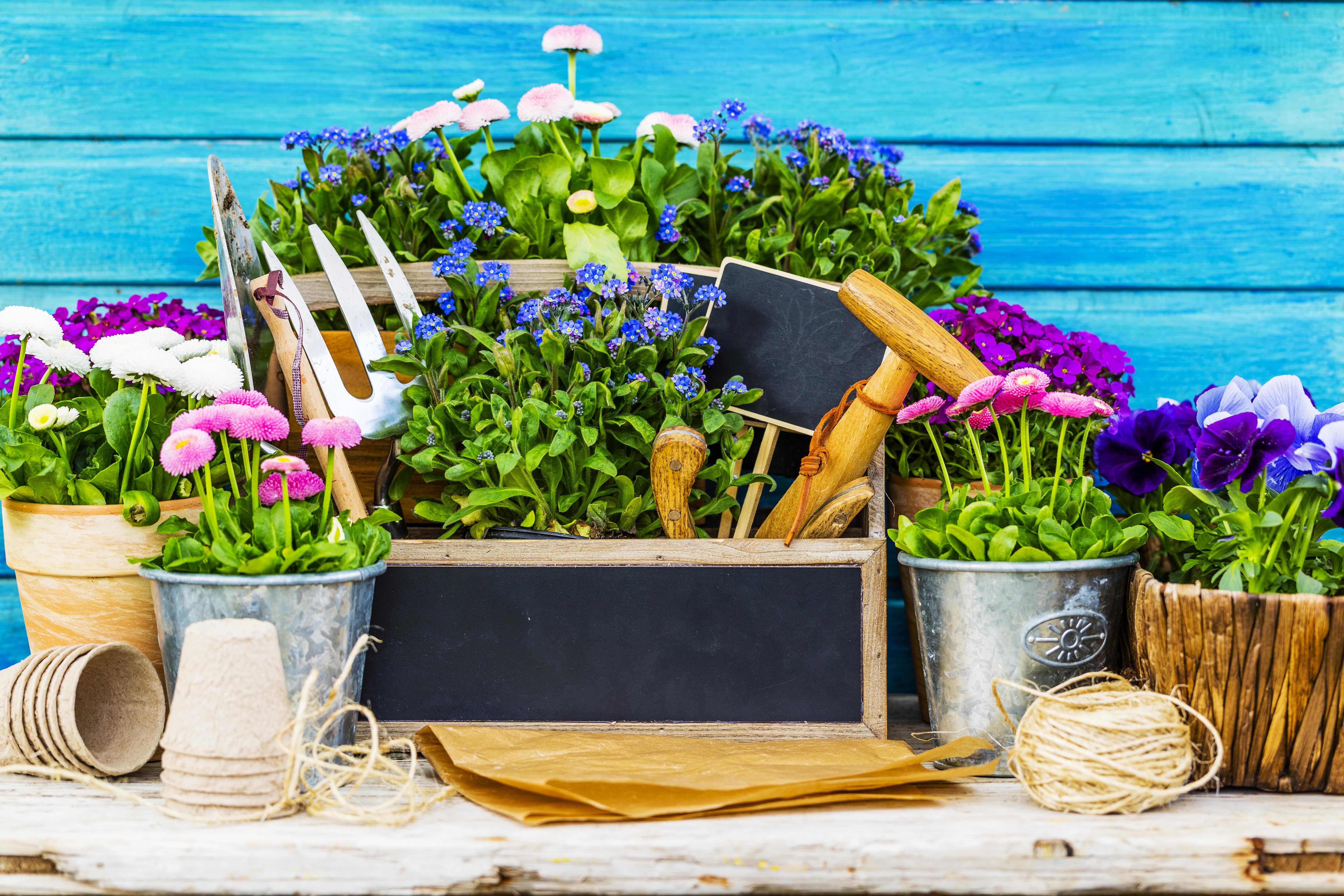 30+ Best Garden Flowers to Plant: Info & Care | Bouqs Blog