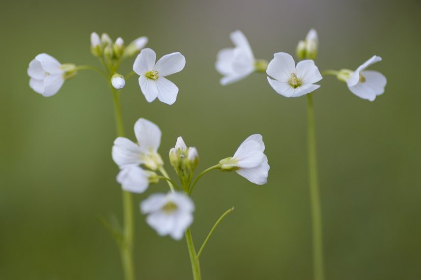 White sweet woodruff flowers outside