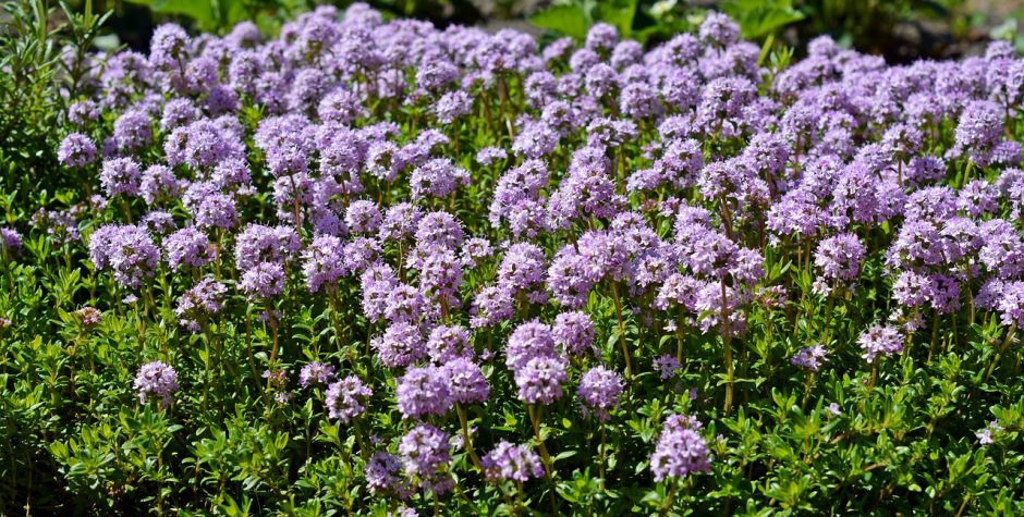 Purple thyme flowers growing outside