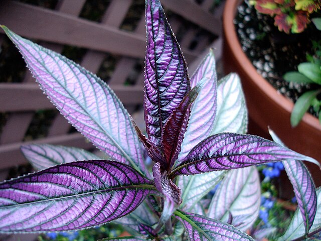 Close-up of violet persian shield plant