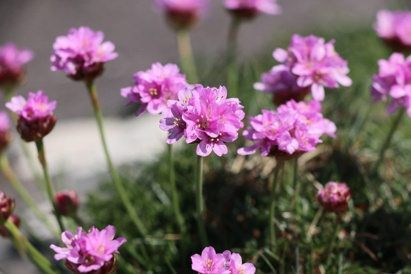 Pink armeria flowers growing outside