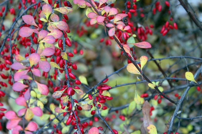 Barberry shrub growing outside